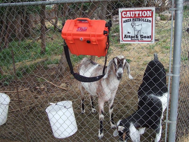Attack Goats!.JPG - I had to distract these goats with snacks to keep them from trying to eat the pack.  :-)